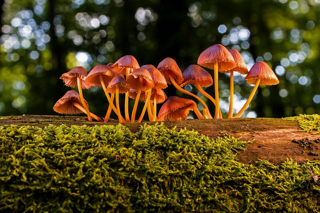 5 najbardziej niezwykłych grzybów na świecie.