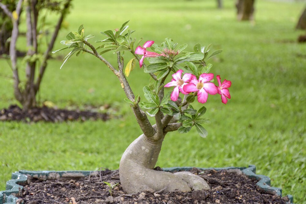 Róża pustyni: uprawa i pielęgnacja adenium obesum w domu